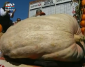 Un dovleac aproape o tona i-a facut campioni! Un cuplu de fermieri din SUA au obtinut victoria la o competitie de dovleci gigantici - VIDEO