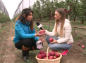 Mere cu inscriptii la Soroca: "Totul se face la comanda, in dependenta de dorinta clientului". Cum arata acestea - VIDEO