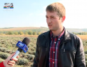 O afacere colorata si frumos mirositoare: Un tanar din Chisinau a plantat levantica pe doua hectare. O face de un an, dar spune ca nu duce lipsa de cumparatori - VIDEO