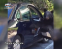 Urs indraznet: A urcat la volanul unei masini - VIDEO