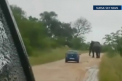 Atacati de elefant. Momentul in care un safari in Africa de Sud s-a transformat intr-un cosmar
