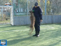 Grom - POLITISTUL care NU ia mita! Lucreaza operativ, eficient si poate gasi droguri ascunse in doar cateva secunde. Cum arata cainele care a castigat toate probele la o competitie internationala - VIDEO