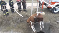 Opt pompieri au salvat o... vaca. Momentul in care animalul este scos dintr-o fanta de trei metri adancime - VIDEO