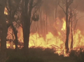 Stare de urgenta in Australia: incendiile de vegetatie au distrus cateva locuinte si continua sa ameninte mai multe localitati - VIDEO