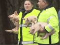 Sosea blocata de porci: Un camion cu peste doua mii de animale s-a rasturnat pe o sosea aglomerata din Statele Unite - VIDEO