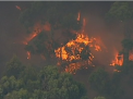 Incendii in Australia: Flacarile au curpins hectare intregi de padure si au mistuit zeci de case - VIDEO