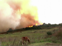 Ard padurile in Spania: Flacarile s-au extins pe o suprafata de peste 2 mii de hectare - VIDEO