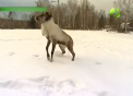 De la casa Mosului din regiunea Ural a disparut unul dintre reni - VIDEO