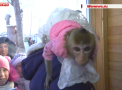 Nunta la maimulte:  Ingrijitorii i-au imbracat pe tinerii casatoriti in rochie de mireasa si costum - VIDEO