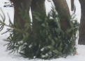 Brazii sunt cei mai indragiti pomi in timpul sarbatorilor de iarna pentru oameni, pentru unele animale insa sunt...delicatese - VIDEO