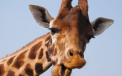 Eutanasiat si dat la lei. Un pui de girafa a fost macelarit in fata vizitatorilor unei gradini zoologice