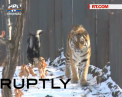 VIDEO - Desen animat inspirat dintr-o prietenie neobisnuita? Tigrul Amur si tapul Timur au devenit prieteni nedespartiti, chiar daca tapul a fost adus in cusca tigrului ca hrana