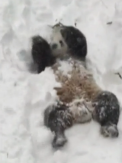 In timp ce americanii din estul SUA stau inchisi in locuinte din cauza viscolului puternic, un urs panda de la o gradina zoologica se bucura TOTAL de zapada - VIDEO