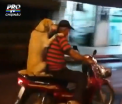 Un caine din Thailanda, vedeta pe internet: a fost filmat plimblandu-se cu stapanul... pe un scuter - VIDEO