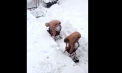 "Snowzilla" i-a inspirat pe americani. Cele mai nebune momente surprinse pe strazile din SUA dupa zapada istorica. FOTO si VIDEO