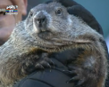 Prezicerea marmotei Phil: In SUA primavara va veni in acest an mai devreme si va fi calduroasa - VIDEO