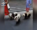 Au blana colorata in alb-negru, ochi caprui inchis si se joaca precum niste ursuleti. O femeie din Singapore a si-a vopsit cateii si a iesit cu ei la plimbare - VIDEO