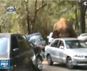 Si ELEFANTII sufera din dragoste! Respins de partenera, acesta si-a varsat furia pe cateva masini - VIDEO