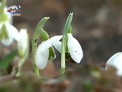 Au aparut ghioceii. Februarie ne rasfata cu temperaturi neobisnuit de ridicate: Cate grade s-au inregistrat la sud - VIDEO
