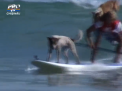 Si canii fac surfing. Un fost campion al lumii la surfing si-a invatat patrupezii sa-si tina echilibrul pe placa - VIDEO