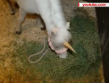 Cum ar fi sa-ti apara brusc in cale un ...inorog? Au patit-o mai multi soferi din California, care au crezut ca delireaza cand au vazut "faptura" alergand pe strada. Ce animal este de fapt - VIDEO