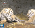 Bucurie mare la o gradina zoologica din Ialta: 2 tigroaice de Amur, specie aflata pe cale de disparitie, au adus pe lume 3 pui - VIDEO