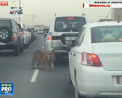 Un tigru a fost filmat plimbandu-se printre masini in plina zi, in capitala Qatar-ului - VIDEO