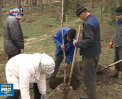 Plopii din parcul Valea Morilor vor disparea si vor fi inlocuiti cu nuci - VIDEO 