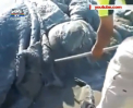 O creatura stranie a fost gasita pe plaja din Acapulco - VIDEO 