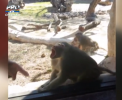 O maimuta a ramas "socata" la un numar de "magie" - VIDEO