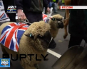 Sute de fermieri din Londra au iesit la protest cu oi si vaci fiind nemultumiti de scaderea pretului la mai multe produse - VIDEO 