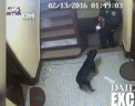 Controversa in SUA: Un politist a impuscat un caine intr-un bloc din New York, chiar daca animalul nu prezenta un mare pericol - VIDEO
