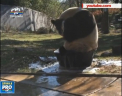 Si ursii panda respecta igiena! O demonstreaza un animal de la o gradina zoologica din Washington - VIDEO 