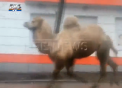 O camila care a fugit de la menajerie, surprinsa plimbandu-se in voie pe strazile din orasul rus Ufa - VIDEO