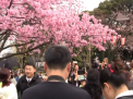 Peste o mie de copaci de ciresi au inflorit intr-un renumit parc din Tokyo: Turistii raman impresionati - VIDEO