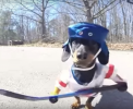 Te amuza si te induioseaza in acelasi timp. Crusoe, catelusul sportiv care joaca hockey, baseball, fotbal american si face schi - VIDEO
