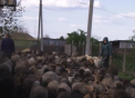 Stana de oi in mijlocul satului. Localnicii din Drochia se plang ca zilnic, peste 400 de oi merg pe langa casele lor, stricandu-le gardurile si facand mizerie pe drumuri - VIDEO