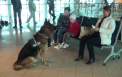 Surpriza pe aeroportul Chisinau. Cum arata Faraday, cainele vorbitor care a decis sa felicite oamenii cu ocazia sarbatorilor de Pasti: "ei, ce faci, frumoaso?" - VIDEO