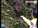 Momentul haios in care o maimuta ia mancarea cat si telefonul din mana unei femei din Chisina - VIDEO