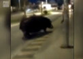 Un hipopotam, surprins plimbandu-se pe strazile unei localitati din Spania - VIDEO