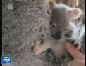 S-a nascut primul pui de Koala din acest an in cea mai mare gradina zoologica din Australia - VIDEO 