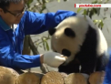 In China s-a deschis un nou centru pentru ursi panda: urmeaza sa fie adusi 59 de ursuleti - VIDEO