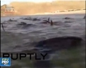 27 de balene au esuat pe o plaja din nordul Mexicului,  doar 3 dintre ele au mai putut fi salvate - VIDEO