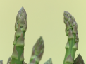 Sparanghelul venerat la Ciuciuleni: Anume in aceasta localitate se cultiva leguma supranumita hrana zeilor. Prima plantatie din Moldova - VIDEO