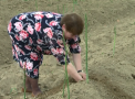 Ai mancat, dar habar nu aveai cum creste. Vezi cum se cultiva sparanghelul. Afacerea exotica de la Ciuciuleni - VIDEO