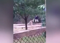 Vizitatorii unei gradini zoologice din SUA, "arbitri" la un meci de box: lupta s-a dat intre un ingrijitor al menajeriei si un... cangur - VIDEO