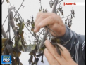 Autoritatile inca mai numara suprafata livezilor care au inghetat de la sfarsitul lunii aprilie. 4700 de hectare din 5 raioane au avut de suferit - VIDEO