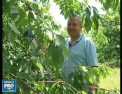 Raiul cireselor este la Truseni. De 15 ani are o livada de ciresi, iar in aceste zile ii creste inima cand isi vede munca rascumparata - VIDEO 