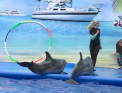 Momentul in care cei 4 delfini de la complexul din capitala "danseaza". Cat va trebui sa scoateti din buznare pentru a putea inota sau pentru a face diving cu ei - VIDEO
