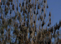 Invazie de lilieci intr-un orasel din Australia: Locuitorii sunt in panica - VIDEO